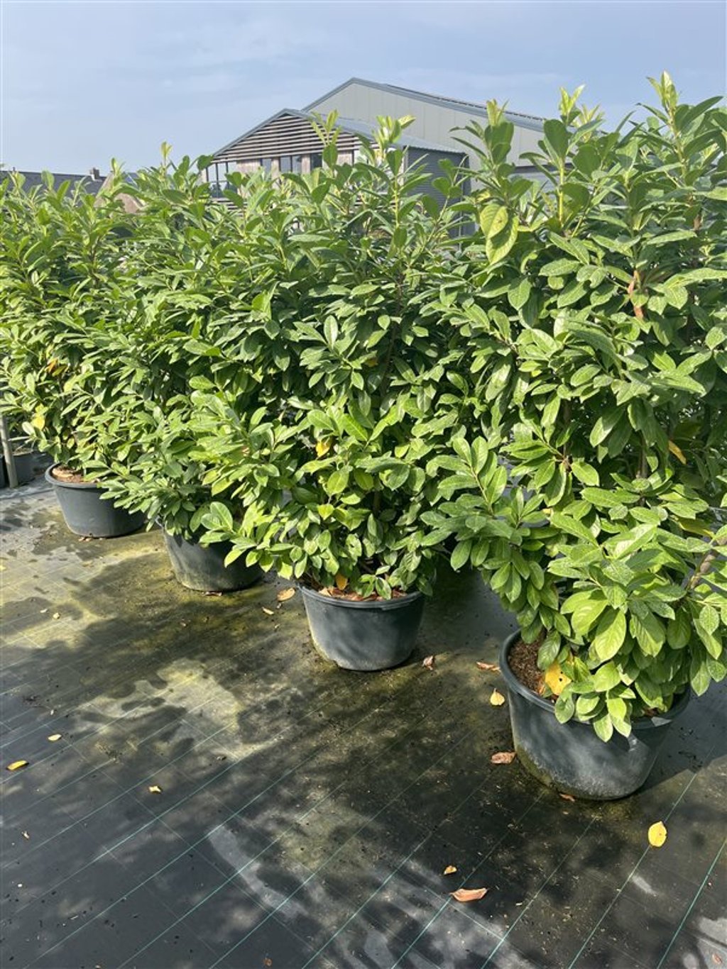 Prunus l. 'Novita' - C45 100-125 CM